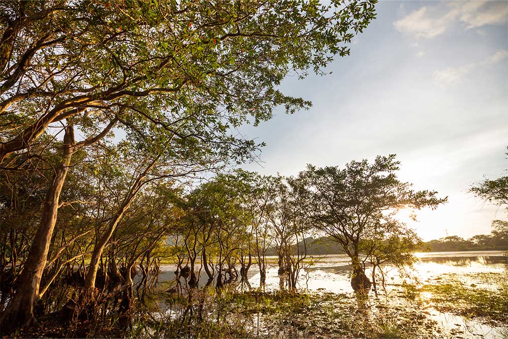 Discover Mangrove National Park: Location, Activities, and Insights